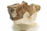 Fossil Plesiosaur (Thililua?) Cervical Vertebra - Asfla, Morocco #329729-3